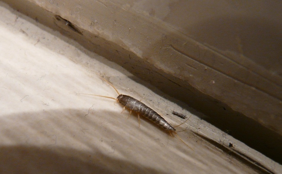 silverfish Pest Control for Silverfish