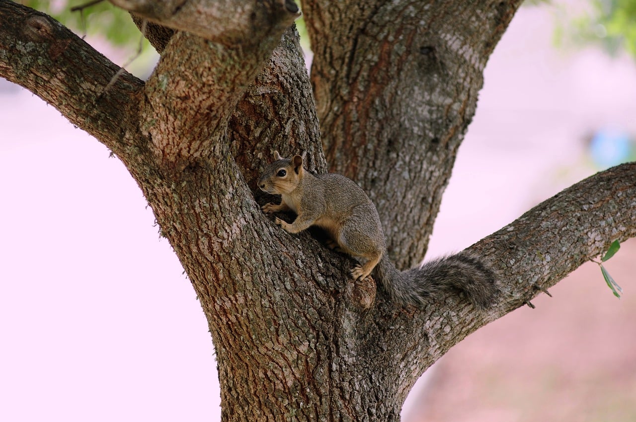 squirrel conrol squirrel