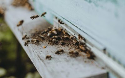 Are Wasps Dangerous in Alberta? When Edmonton Homeowners Should Call a Professional