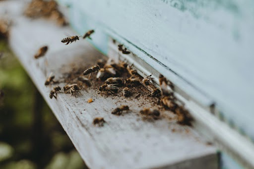 Wasp Exterminator in Edmonton