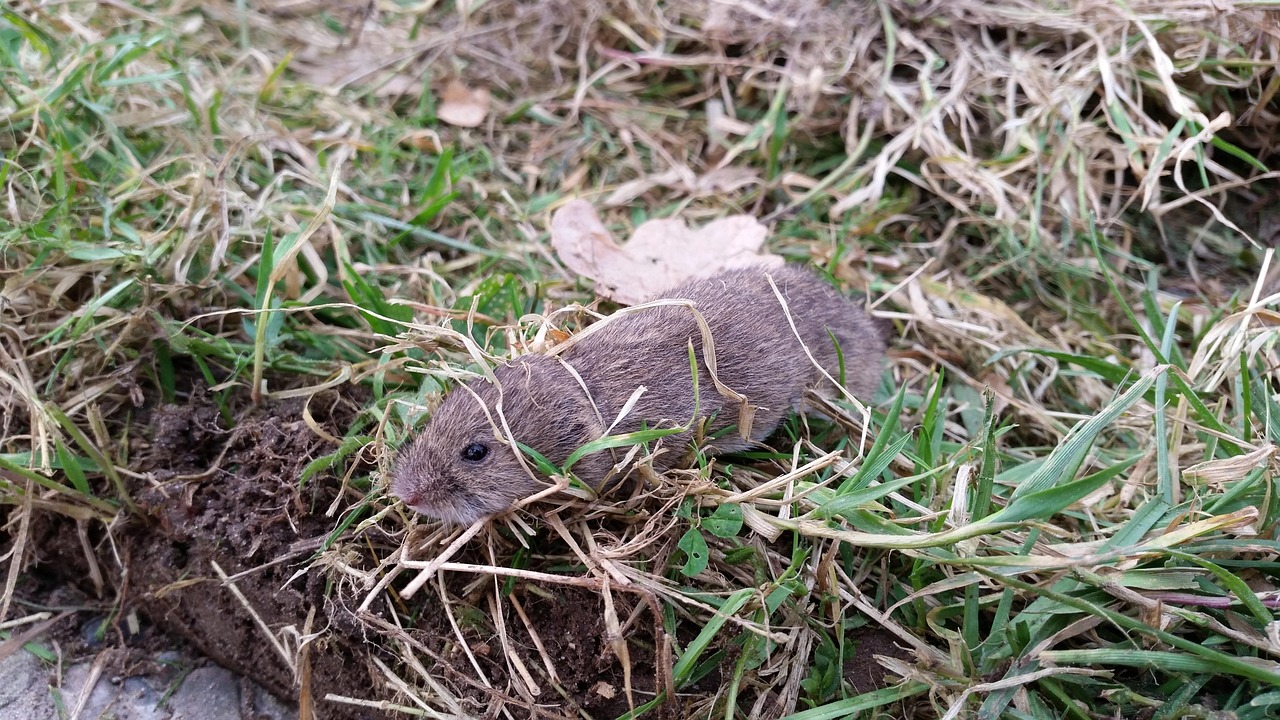 vole control vole control