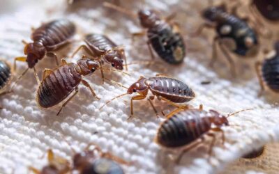 Can Bed Bugs Spread From Person to Person? Here’s What You Need to Know