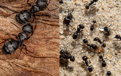 Carpenter Ants vs Black Ants: How to Tell the Difference