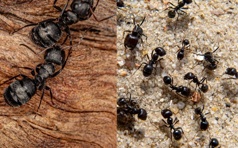 Carpenter Ants vs Black Ants: How to Tell the Difference