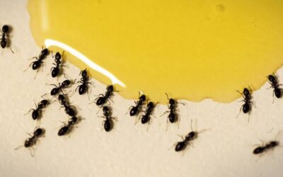 How to Get Rid of Ants in the Kitchen and Keep Them From Coming Back