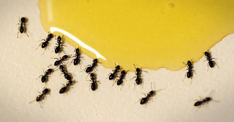 How to Get Rid of Ants in the Kitchen and Keep Them From Coming Back