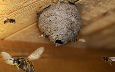 How to Get Rid of Wasps in Your Yard in Edmonton
