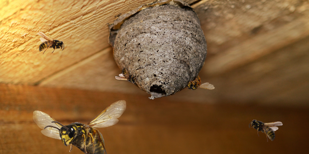 How to Get Rid of Wasps in Your Yard in Edmonton