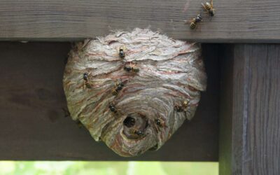How to Prevent Wasp Nests Before They Become a Problem