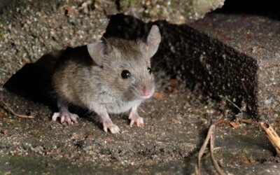 Mice in the Basement: Why Edmonton Homes Are More Vulnerable