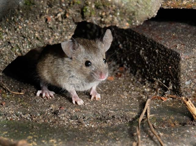 Mice in the Basement: Why Edmonton Homes Are More Vulnerable