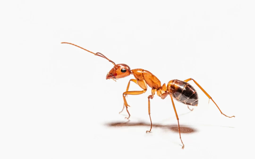 What Attracts Ants in Edmonton? Common Reasons They Enter Your Home