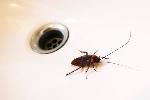 Why Do Cockroaches Come Out at Night? The Science Behind Their Behavior