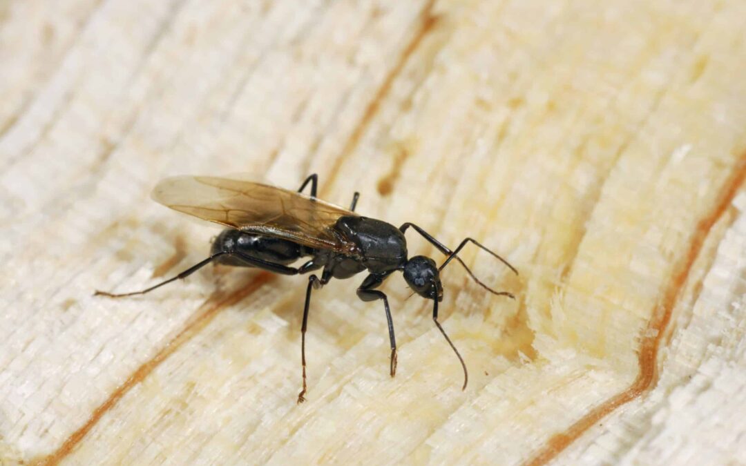Are Carpenter Ants Seasonal in Edmonton? Understanding Carpenter Ant Season