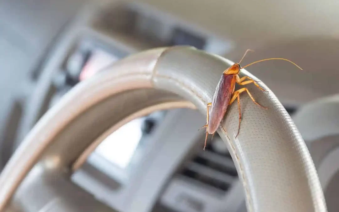 Bed Bugs in Your Car: Can Bed Bugs Survive in a Vehicle?