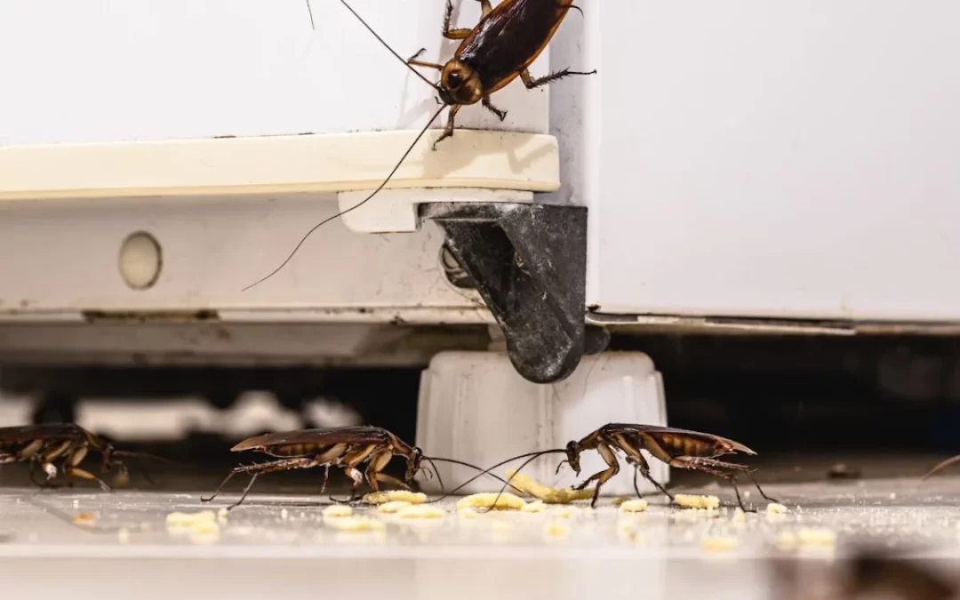 Can One Cockroach Cause an Infestation?