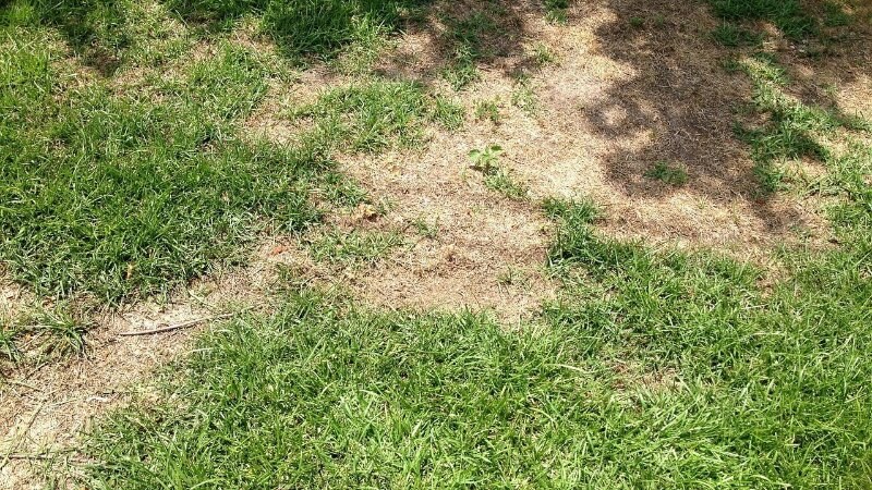 Chinch Bug Lawn Damage in Edmonton: How to Spot the Signs Early