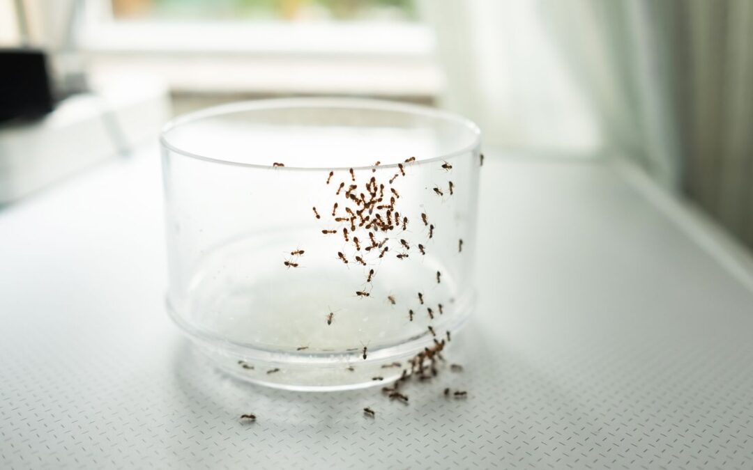 Home Remedies for Ants: Which Methods Actually Work?