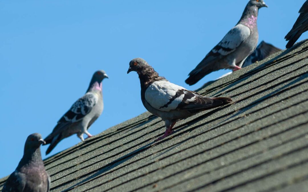 How to Get Rid of Pigeons on Your Roof in Edmonton