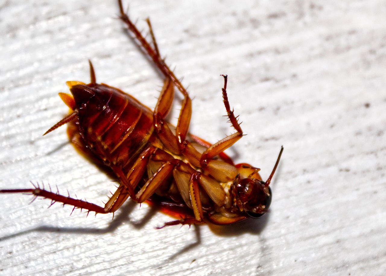 Multi-Unit roaches control Multi-Unit pest control