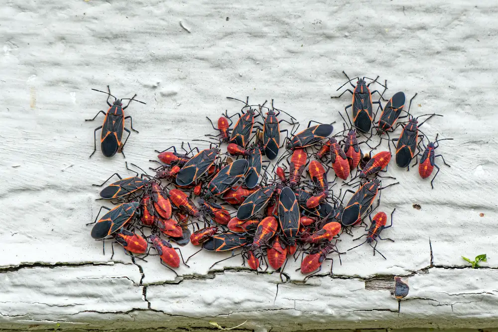 Boxelder Bugs in Edmonton- Why They Invade Homes in Fall Boxelder Bugs in Edmonton: Why They Invade Homes in Fall