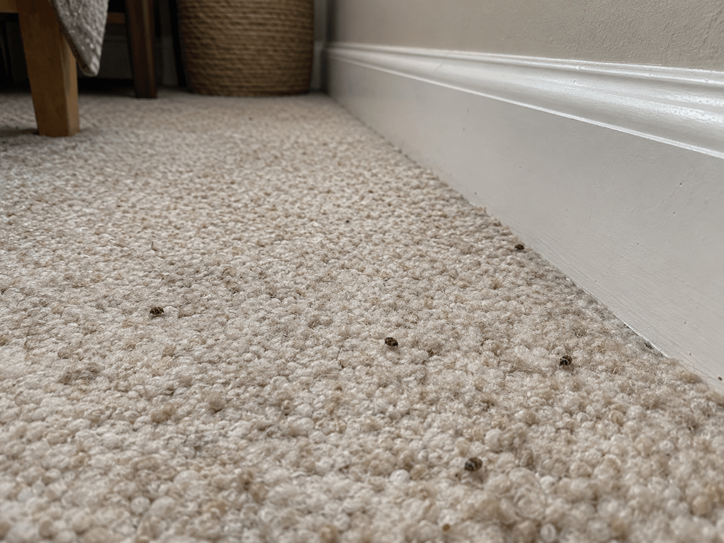 Carpet Beetles Calgary Carpet Beetle control Calgary