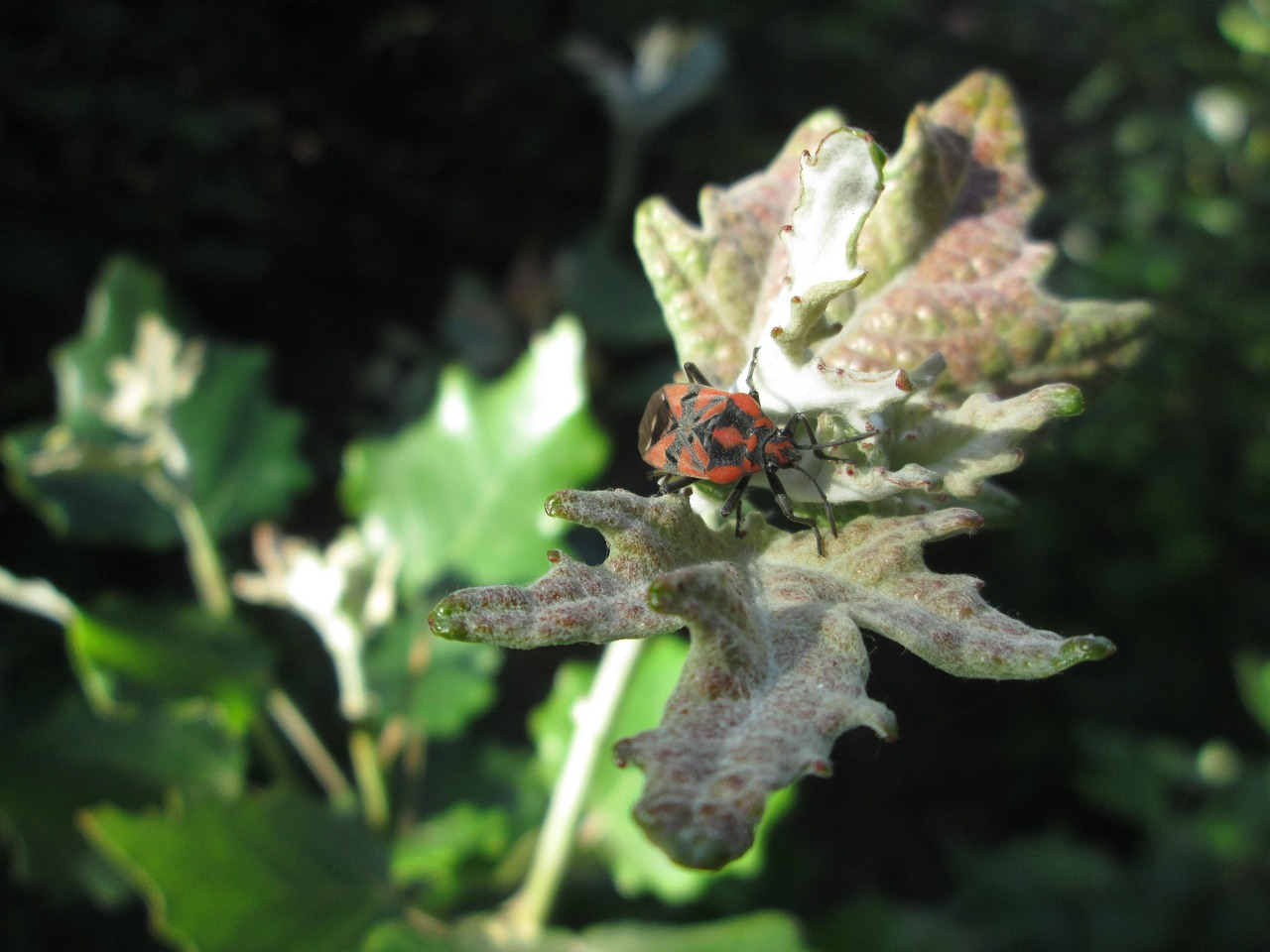 Chinch Bugs control Chinch Bugs control
