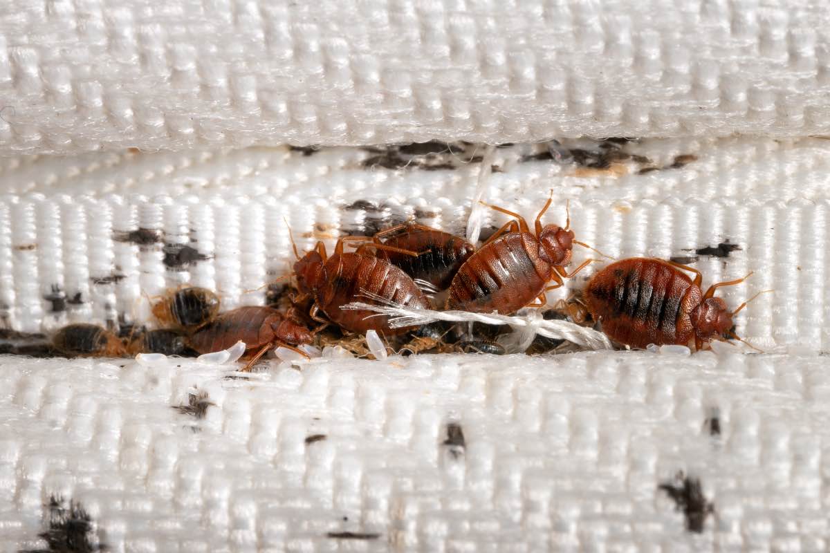 How to Prevent Bed Bugs From Spreading in an Apartment Building