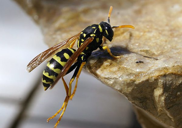 Paper Wasp vs Yellow Jacket: Which One Are You Seeing in Edmonton?