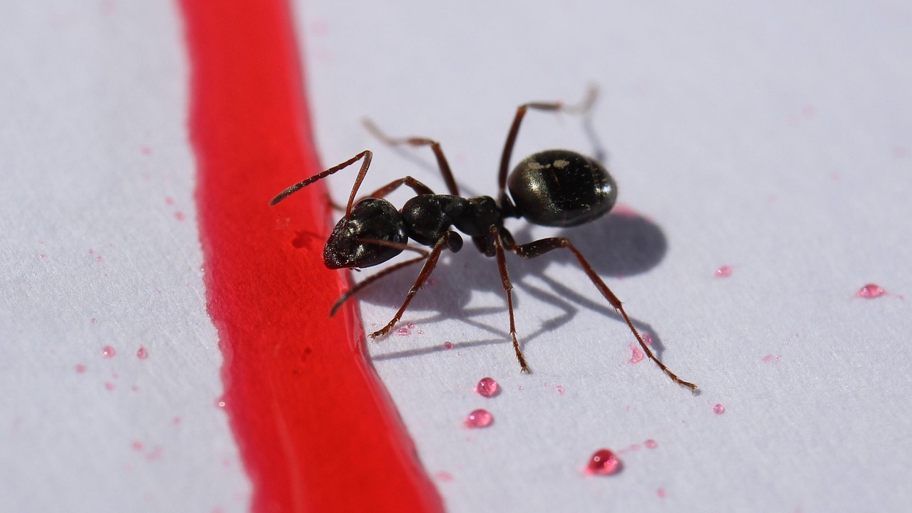 ant control calgary ant control calgary
