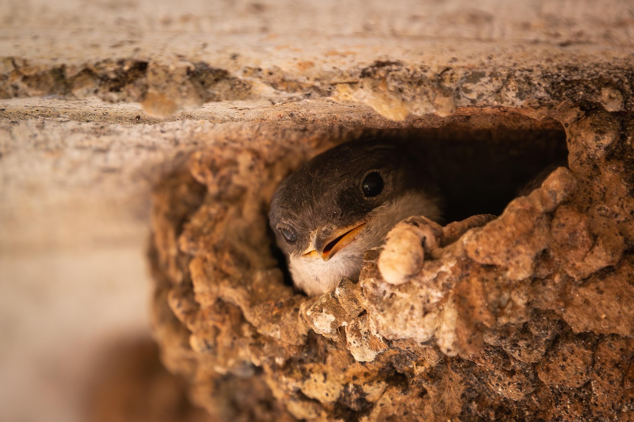 bird nest removal calgary bird nest removal calgary