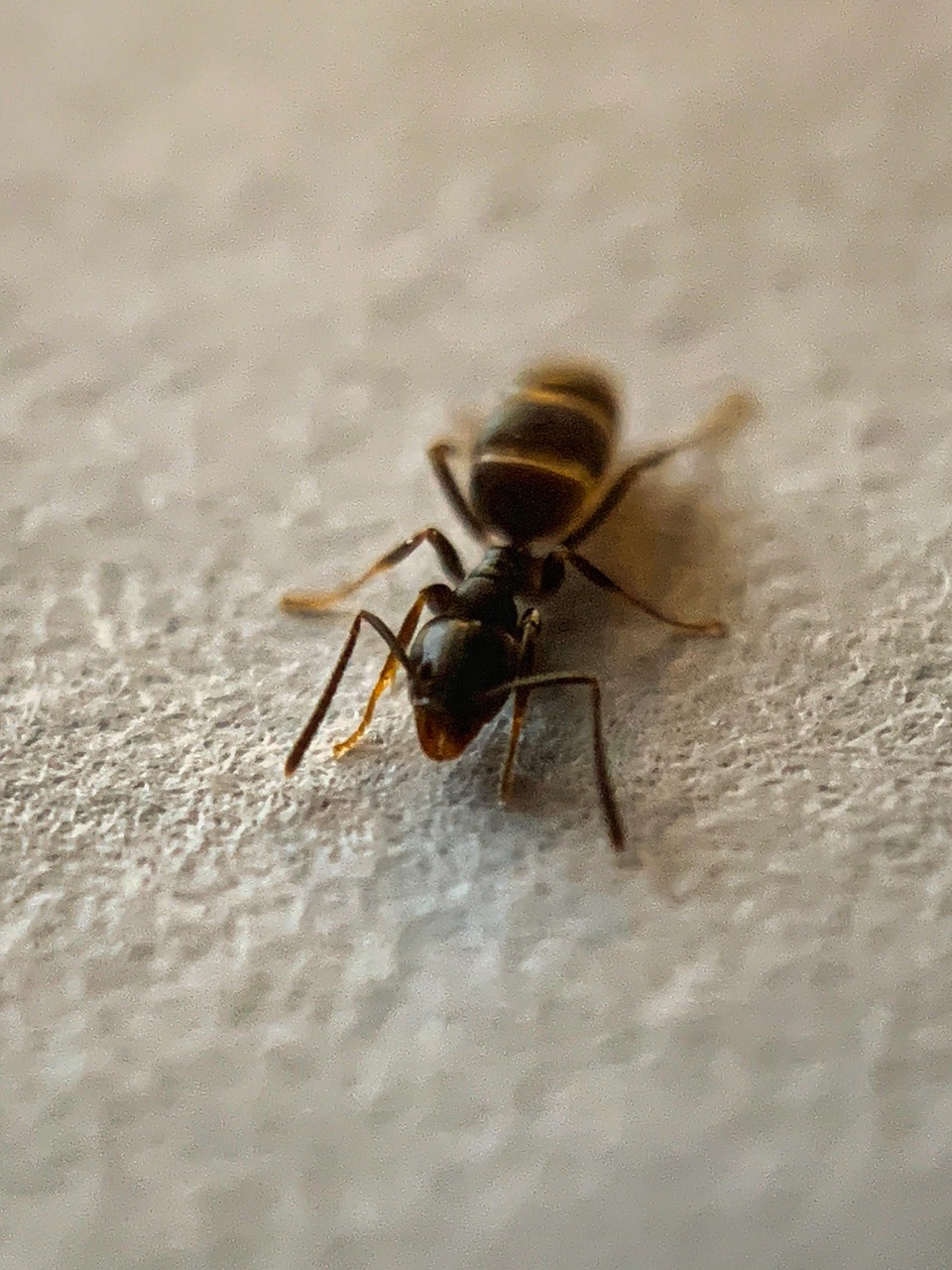carpenter-ant-control carpenter ant control