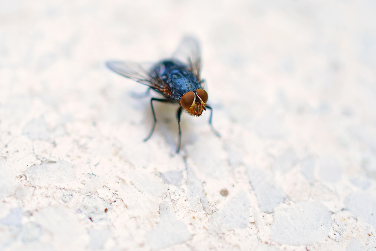 flies-control-calgary fly control calgary