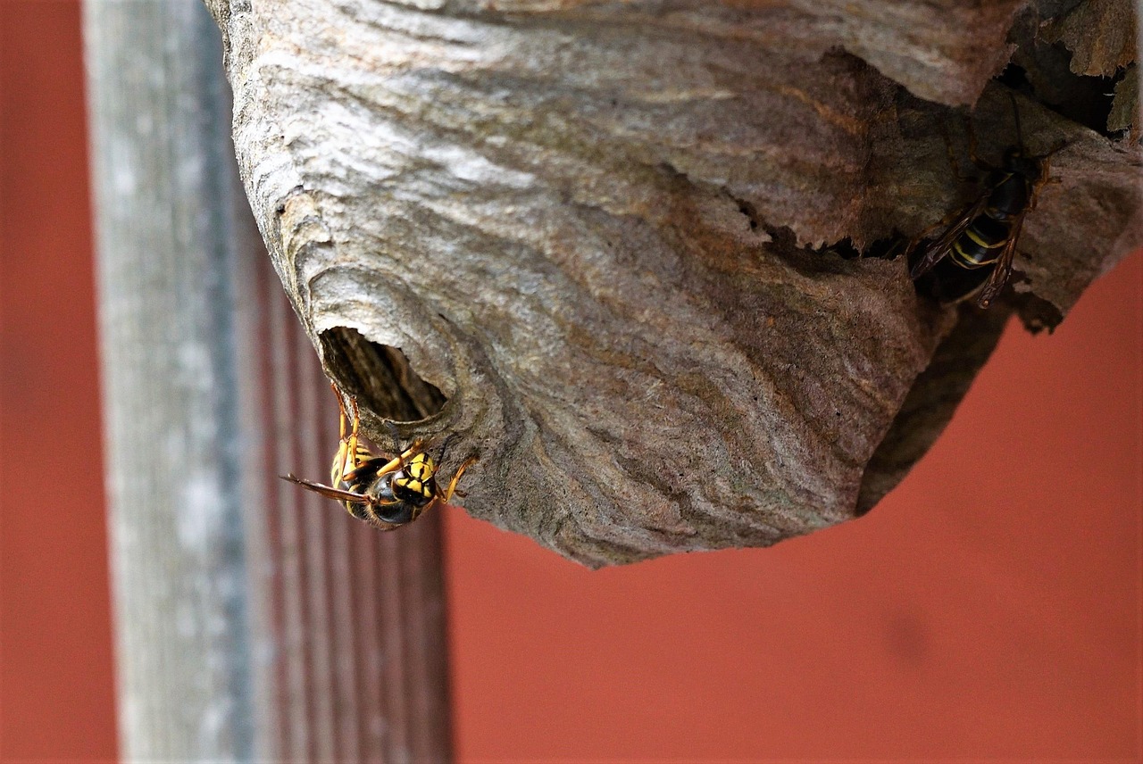 long-head-wasp wasp control calgary