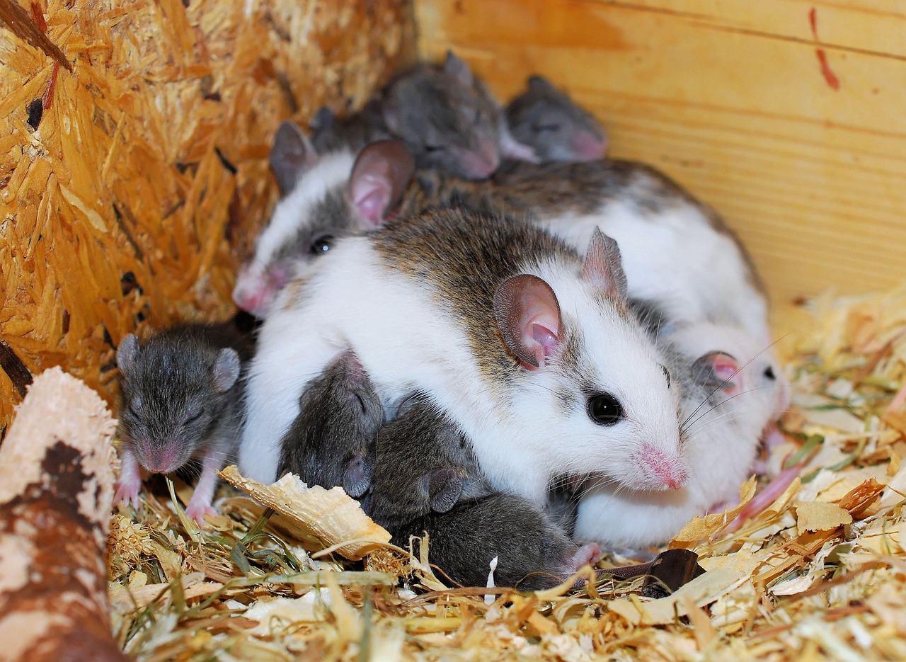 mice control calgary mice control calgary