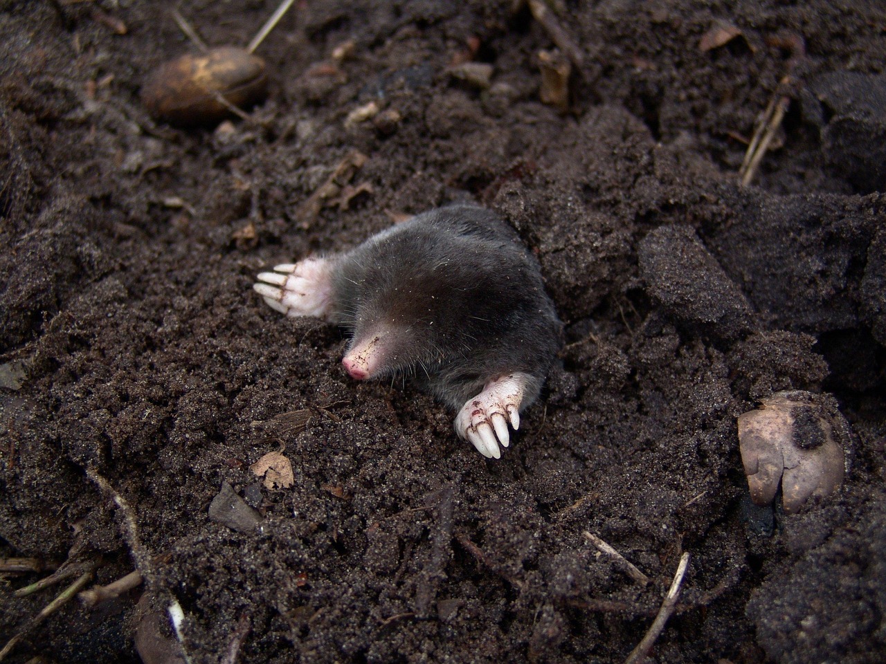 mole control calgary mole control calgary
