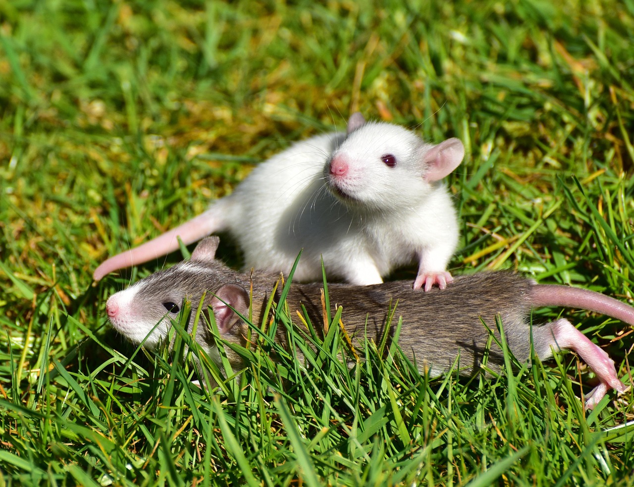 rat control calgary rat control calgary