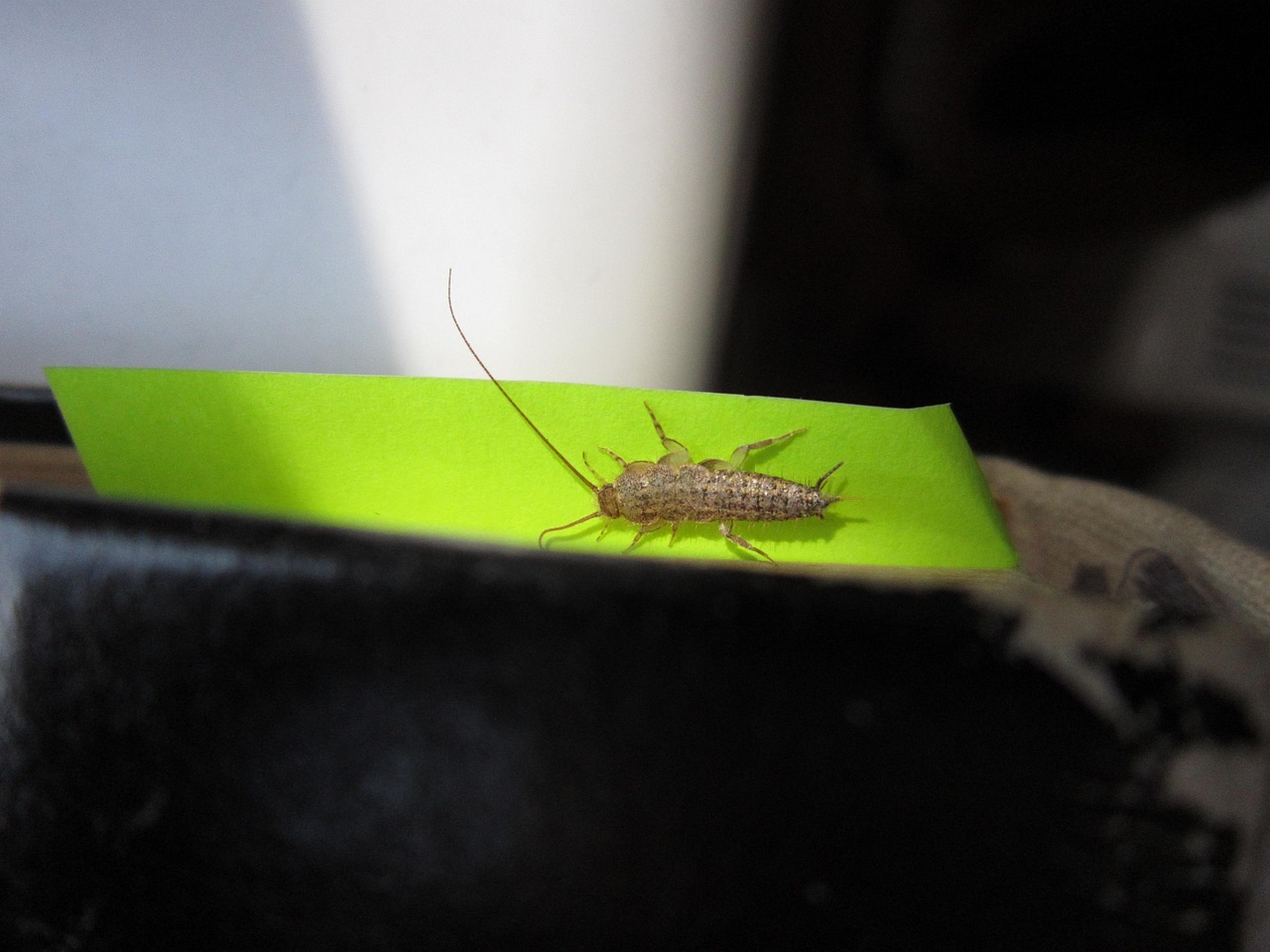 silverfish-control-calgary silverfish control calgary