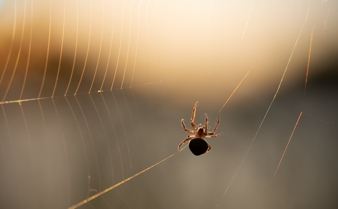 spider control calgary spider control calgary