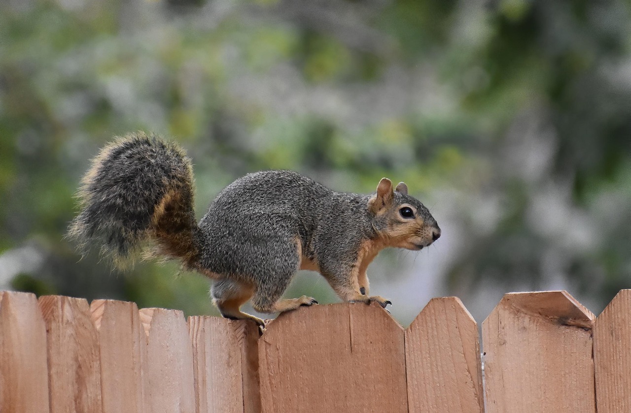 squirrel control calgary squirrel control calgary