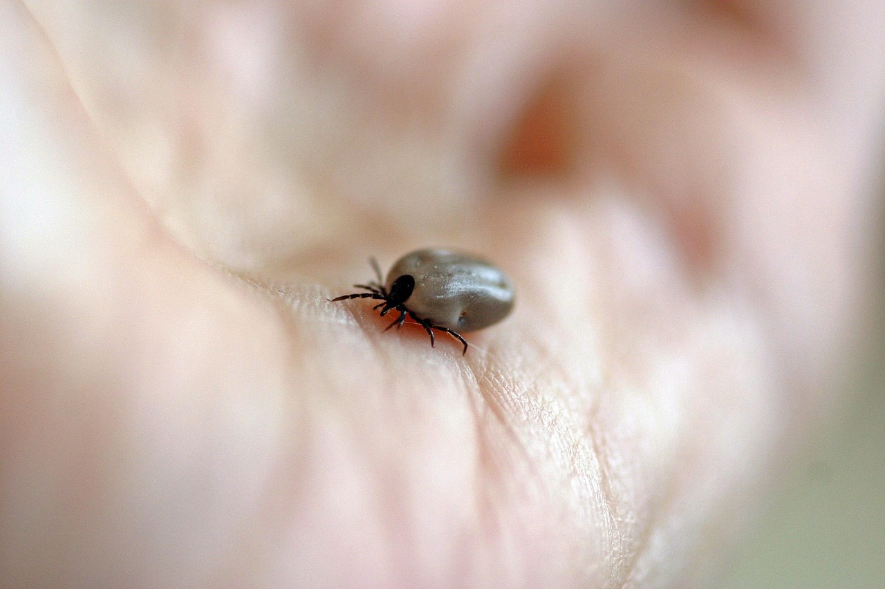 tick control calgary tick control calgary