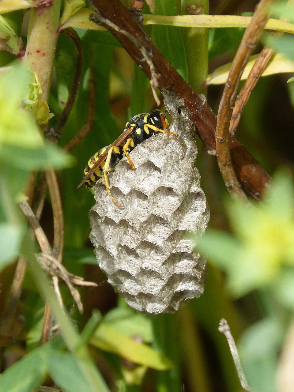 wasp-control-calgary wasp control